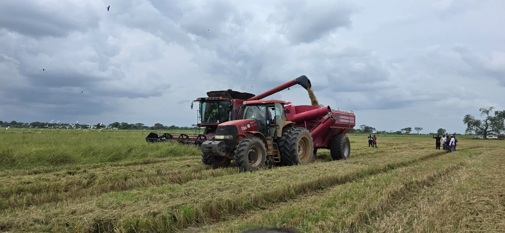 Combine harvester and tractor working during the rice harvest