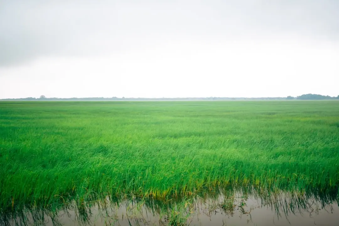 Healthy rice crop across the Fambul Rice fields